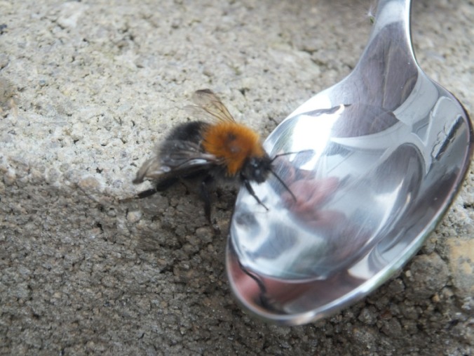 First Aid for Bees